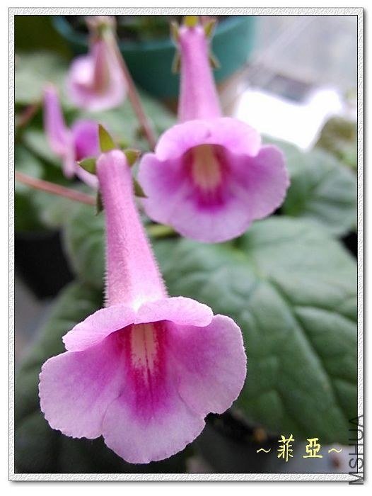 ����1-sinn spring song.jpg