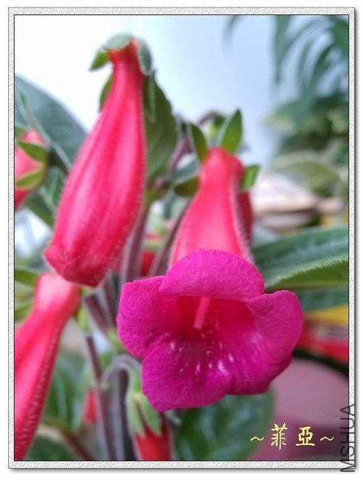 SINN SUNSET ORANGE.jpg