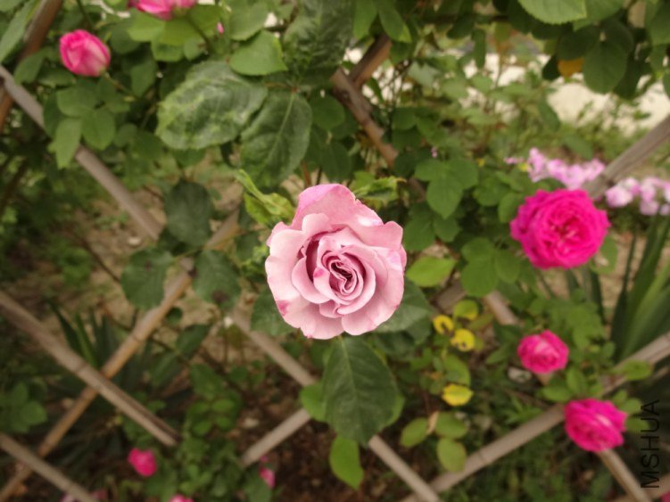 DSC01772.jpg