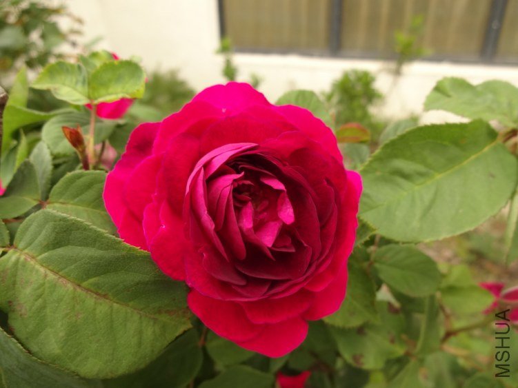 DSC01776.jpg