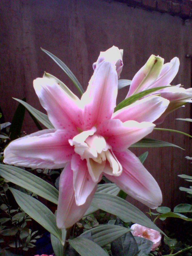 IMG_20130702_083944_0 ����.jpg