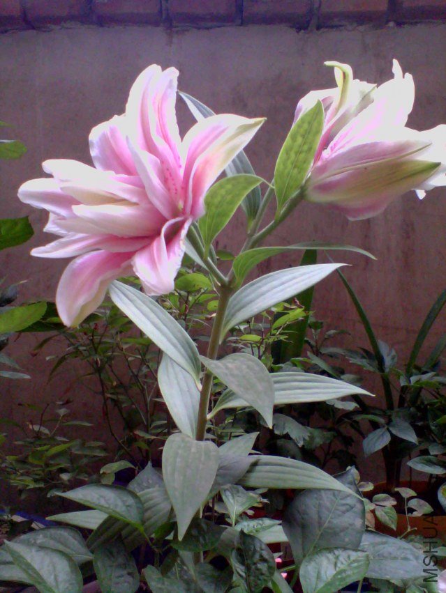 IMG_20130702_084000_0 ����.jpg