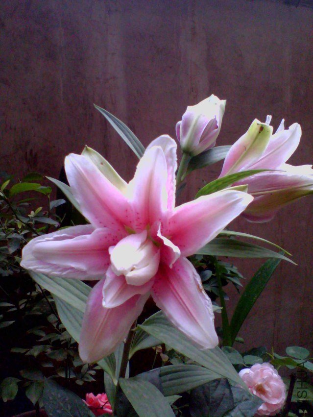 IMG_20130702_071028_0 ����.jpg