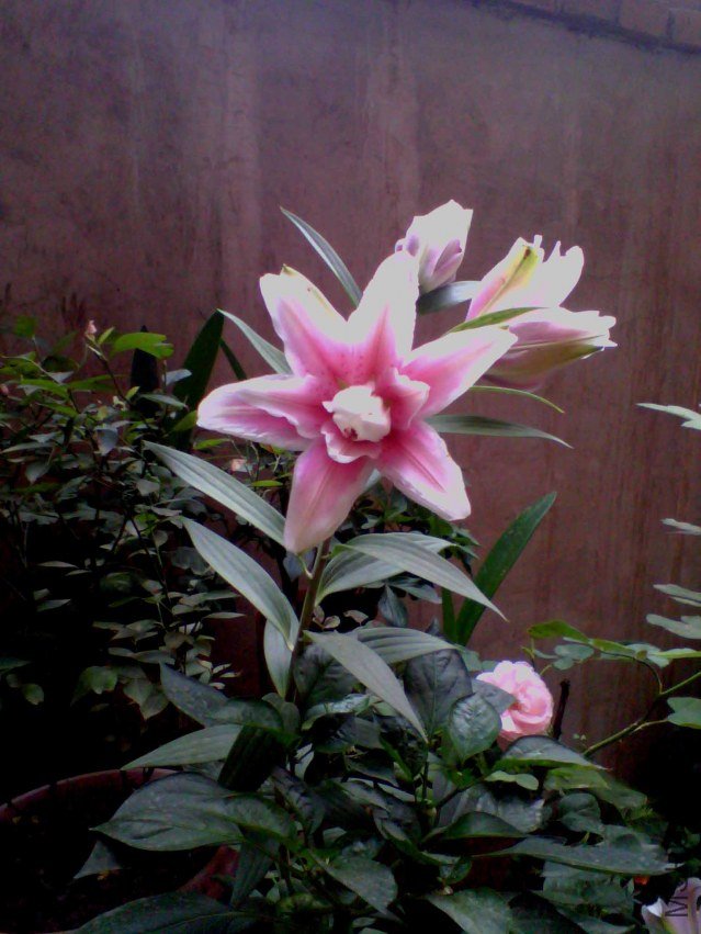 IMG_20130702_071036_0 ����.jpg