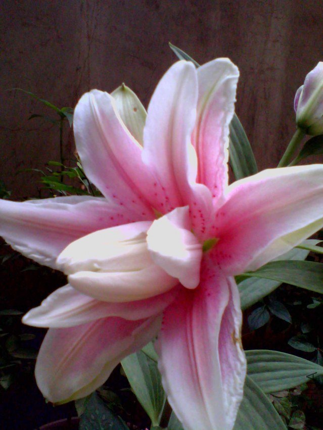 IMG_20130702_071124_0 ����.jpg