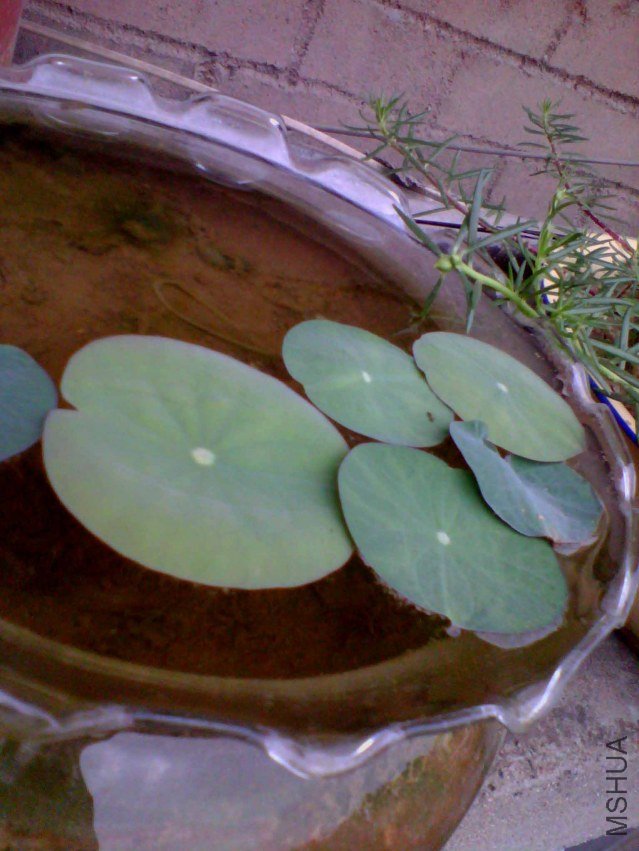 IMG_20130701_080426_0 ����.jpg