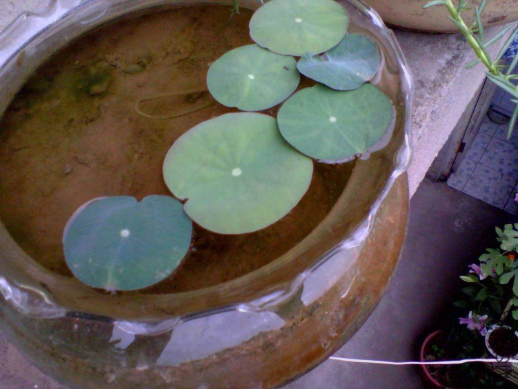 IMG_20130701_080348_0 ����.jpg