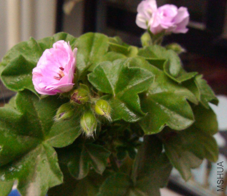 IMG_20130625_181115.jpg