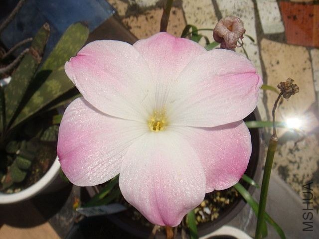 DSC04328.JPG
