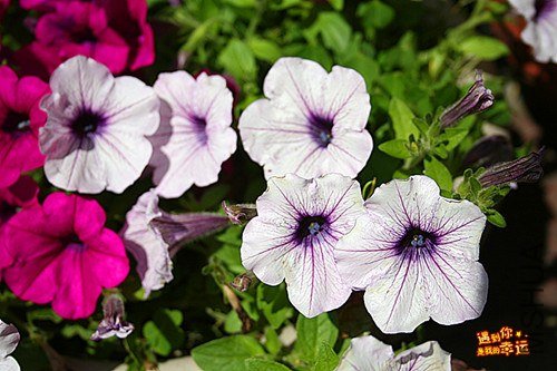 ��Ƭ 033_����.jpg