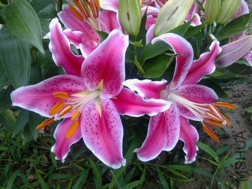 201306273008.jpg