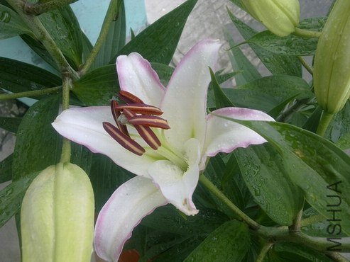 201306273011.jpg