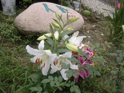 201306303041.jpg