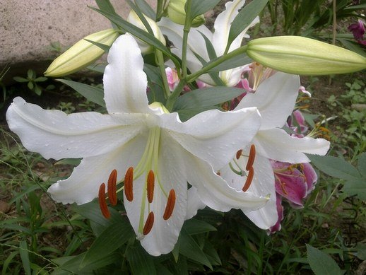 201306303037.jpg