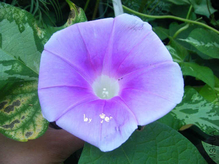 DSCF7584_����.jpg