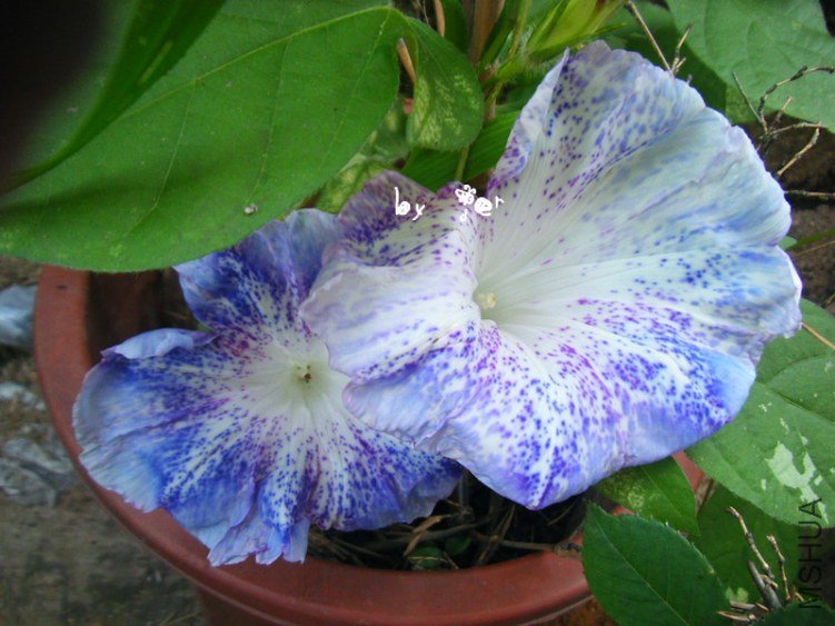 DSCF7587_����.jpg