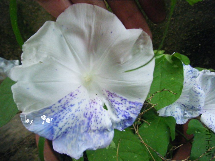 DSCF7590_����.jpg