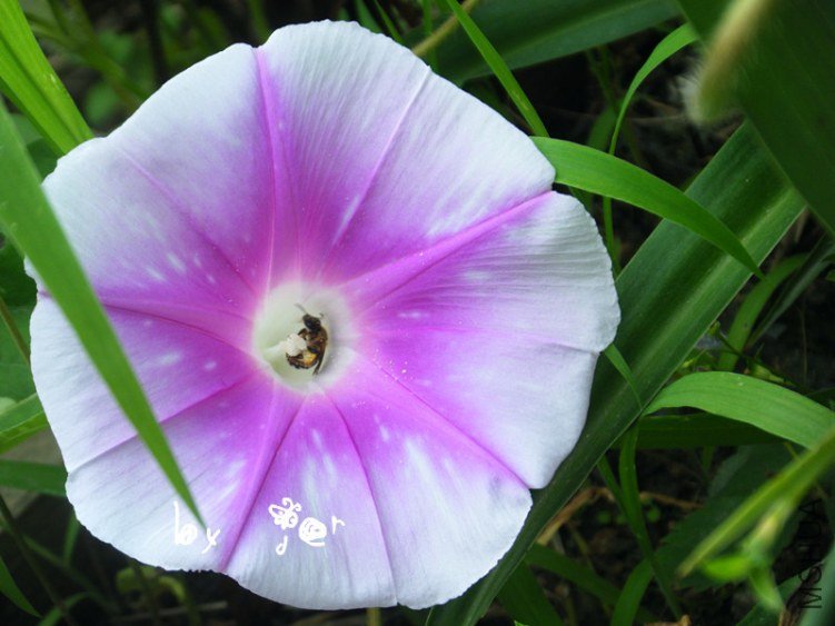 DSCF7597_����.jpg
