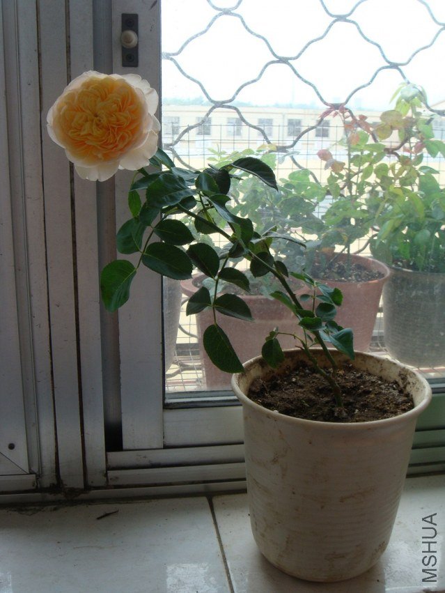 DSC02084.JPG