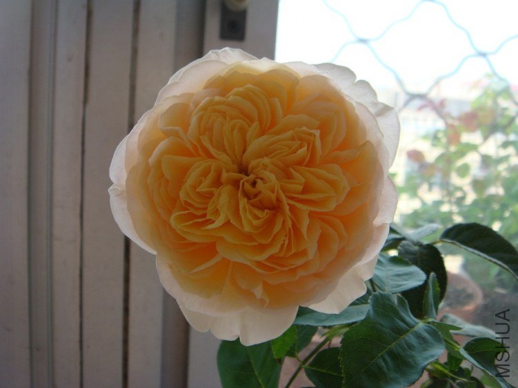 DSC02085.JPG