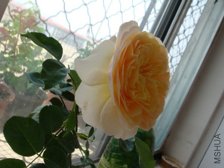 DSC02086.JPG