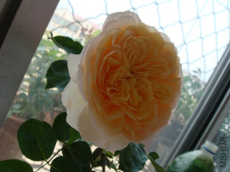 DSC02087.JPG