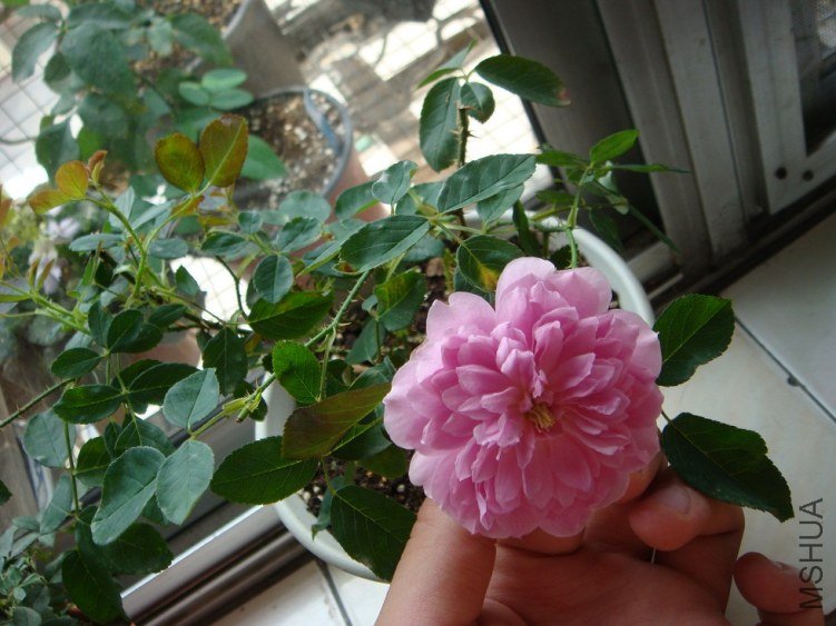 DSC02090.JPG