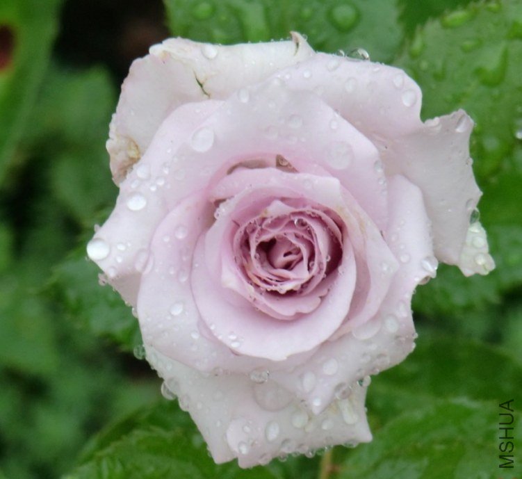QQͼƬ20130630125725.jpg
