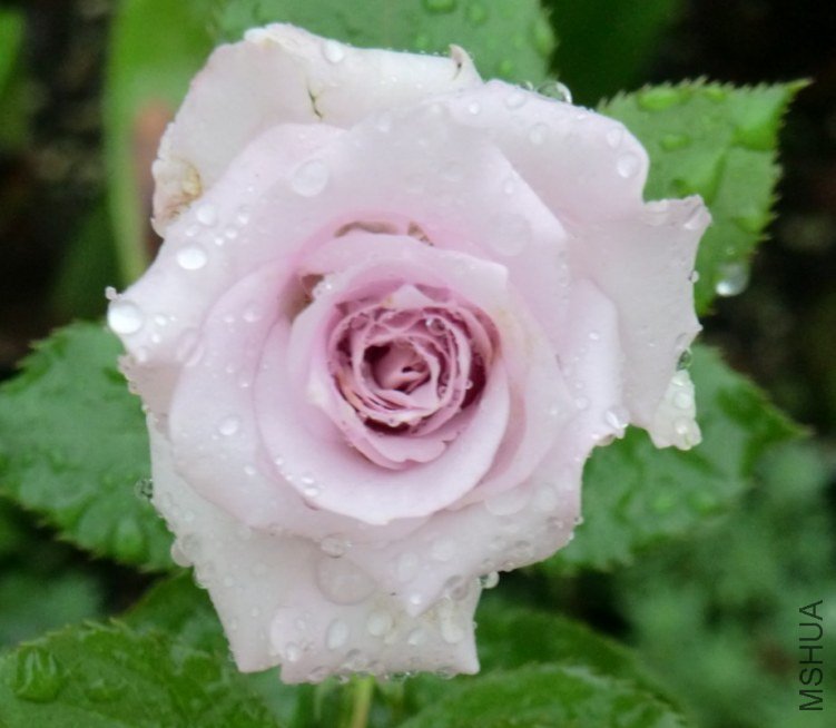 QQͼƬ20130630125753.jpg
