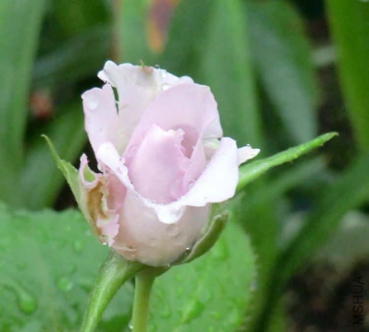 QQͼƬ20130630124649.jpg