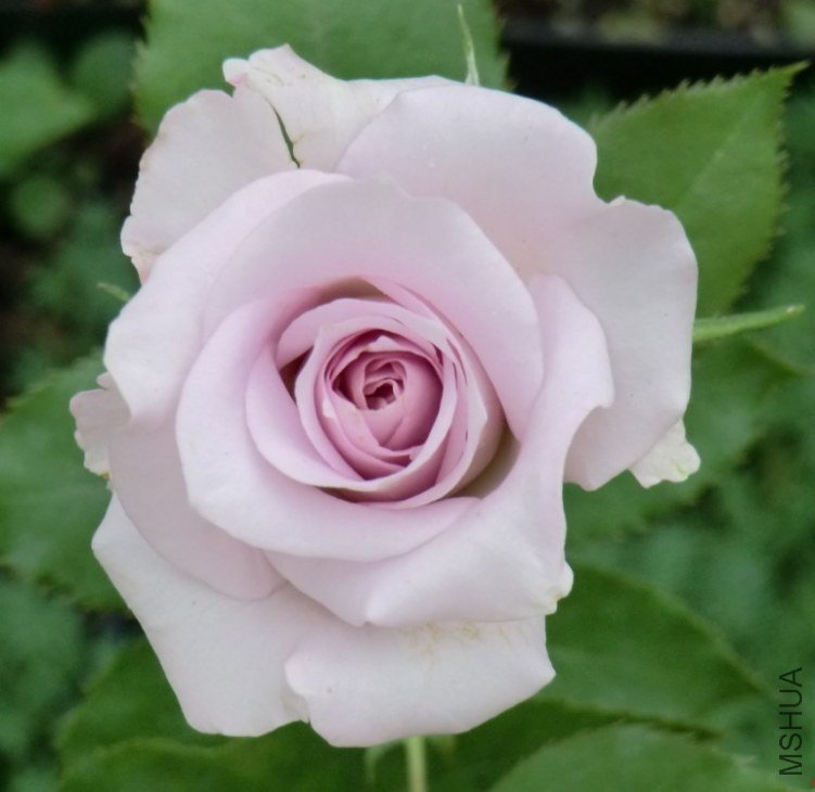 QQͼƬ20130630125222.jpg