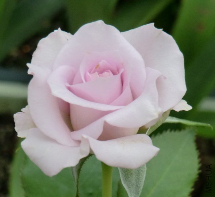 QQͼƬ20130630125239.jpg