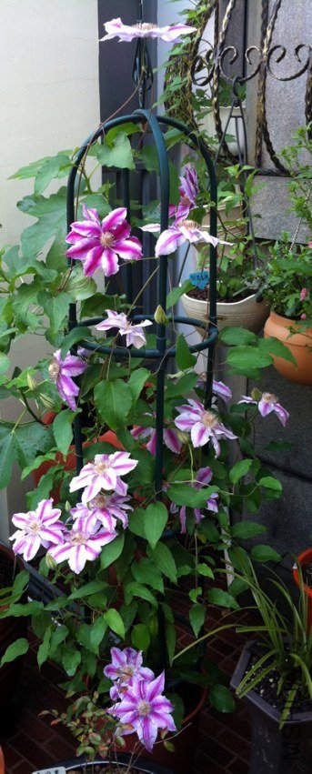 ����������ʿ20130428.jpg