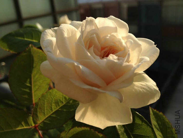 7 ���������ʿ1.jpg