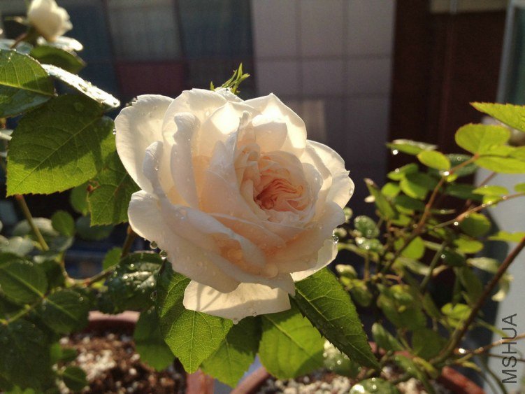 8 ���������ʿ2.jpg