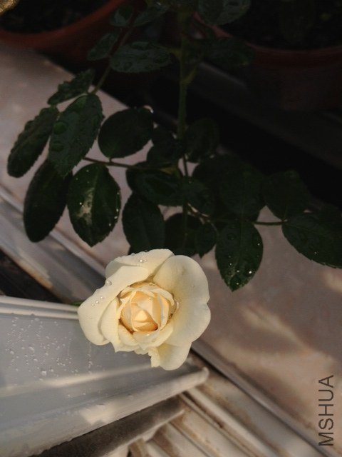  �������� ����