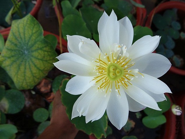 ������С DSC02477.JPG