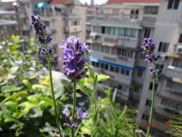 DSC09427.JPG