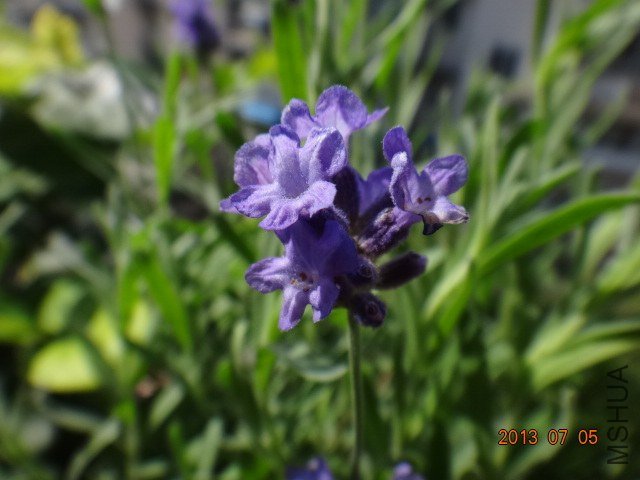DSC09424.JPG