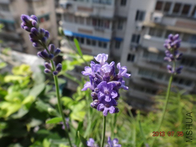DSC09428.JPG