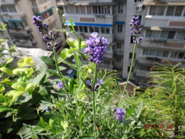 DSC09430.JPG