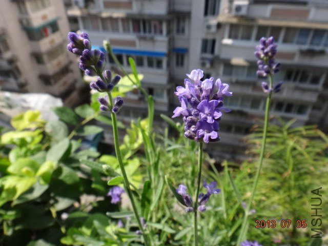 DSC09429.JPG