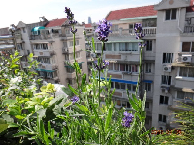 DSC09431.JPG