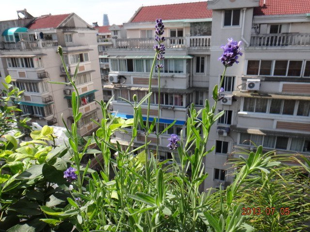 DSC09432.JPG