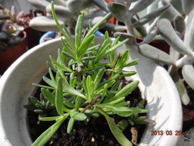 DSC01975.JPG