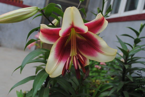 DSC_0019_����.jpg