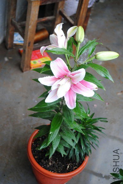 DSC_0131_����.jpg