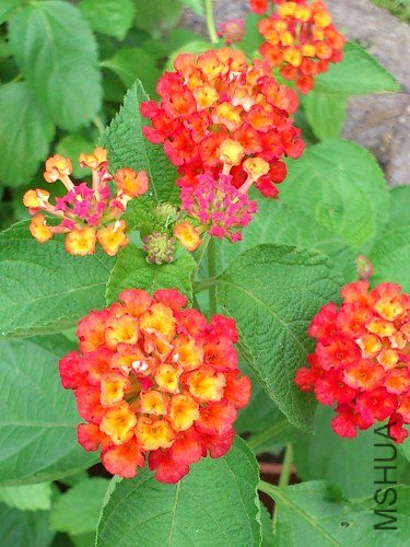 2013-07-05_12-01-26_950685_org.jpg