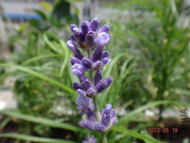 DSC07062.JPG