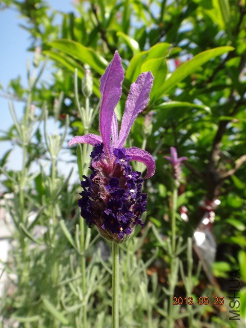DSC07458.JPG